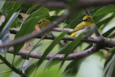 Oriental White-eye