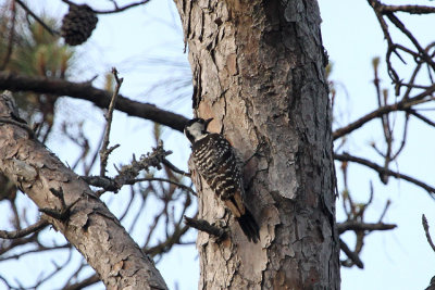 03757 - Red-cockaded Woodpecker - Picoides borealis