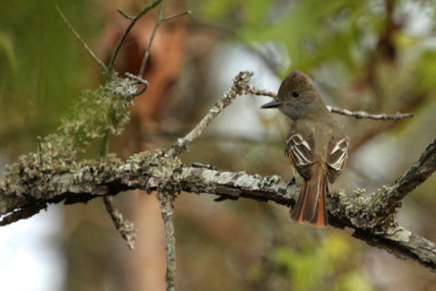 05478 - Great Crested Flycatcher - Myiarchus crinitus