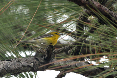 09887 - Pine Warbler - Setophaga pinus