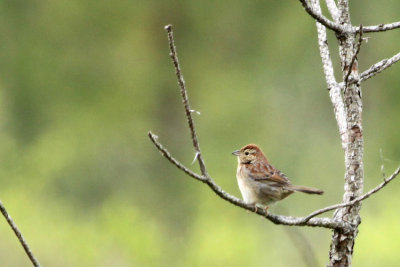 10151 - Bachman's Sparrow - Peucaea aestivalis
