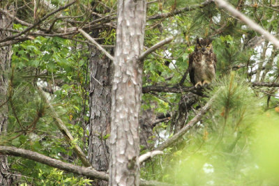 Great Horned Owl