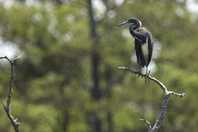 Tricolored Heron