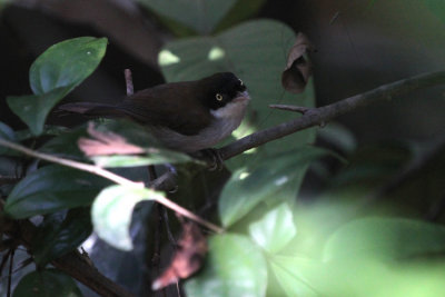 07788 - Dark-fronted Babbler - Rhopocichla atriceps