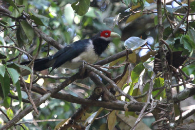 02235 - Red-faced Malkoha - Phaenicophaeus pyrrhocephalus