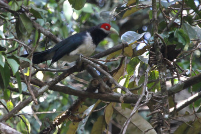 Red-faced Malkoha