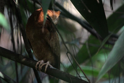 Serendib Scops Owl