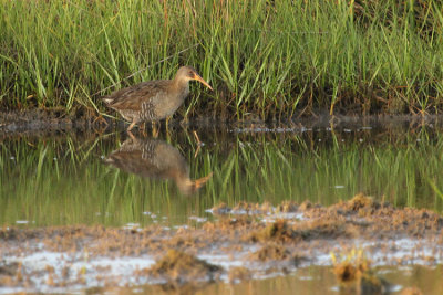 Clapper Rail