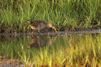 Clapper Rail