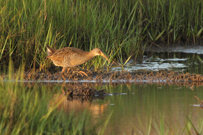 01288 - Clapper Rail - Rallus longirostris