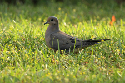 Mourning Dove