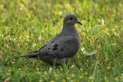 Mourning Dove