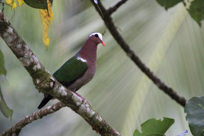 01904 - Common Emerald Dove - Chalcophaps indica