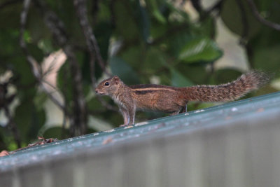 Squirrel