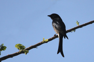 White-bellied Drongo
