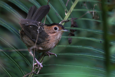 Brown-capped Babbler