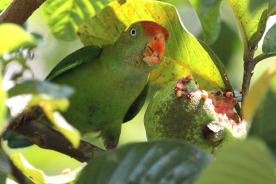 03963 - Sri Lanka Hanging Parrot - Loriculus beryllinus