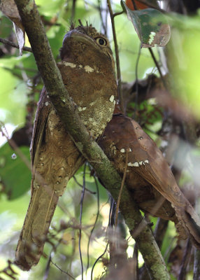 Sri Lanka Frogmouth