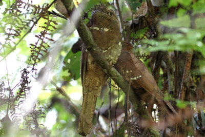 02569 - Sri Lanka Frogmouth - Batrachostomus moniliger