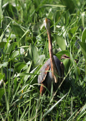 Purple Heron