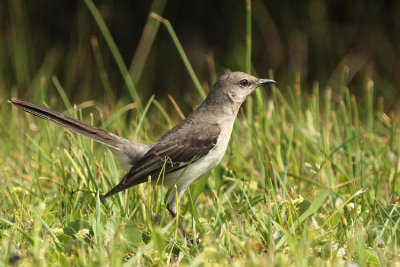 08361 - Northern Mockingbird - Mimus polyglottos