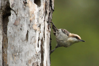 Brown-headed Nuthatch