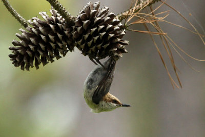 Brown-headed Nuthatch