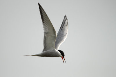 Common Tern