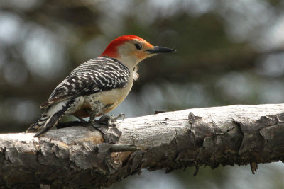 03692 - Red-bellied Woodpecker - Melanerpes carolinus