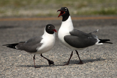 Laughing Gull