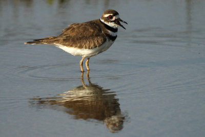 01502 - Killdeer - Charadrius vociferus