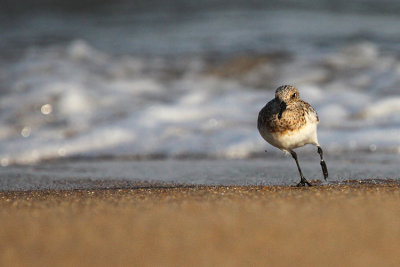 Sanderling