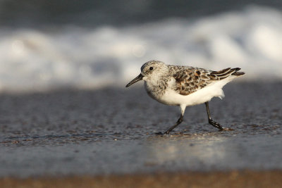 Sanderling