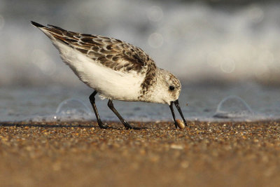 Sanderling