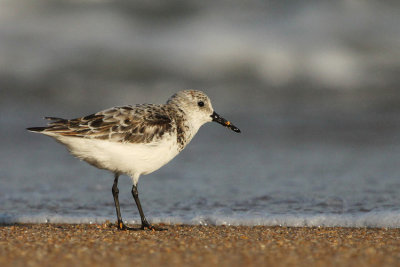 Sanderling