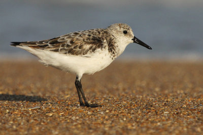 Sanderling