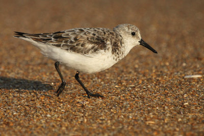 Sanderling