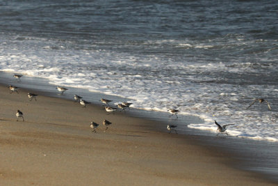 Sanderling