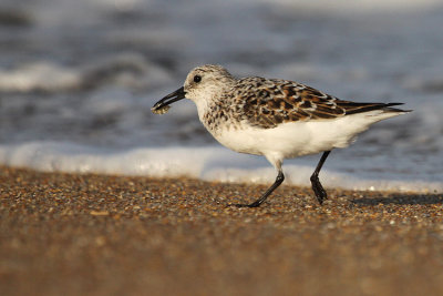 Sanderling