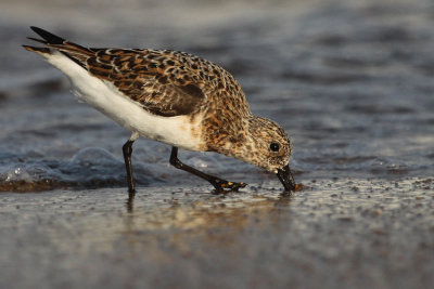 Sanderling