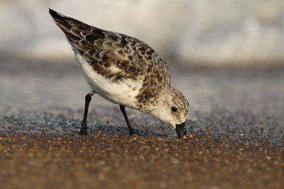 Sanderling