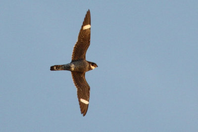 02599 - Common Nighthawk - Chordeiles minor