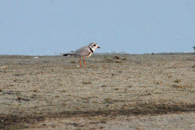01503 - Piping Plover - Charadrius melodus