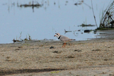 Piping Plover