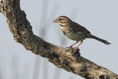 Song Sparrow