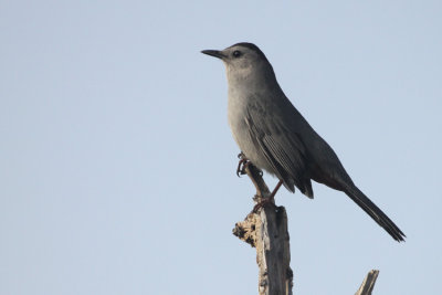 Grey Catbird