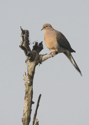 Mourning Dove