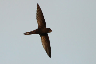 Common Swift