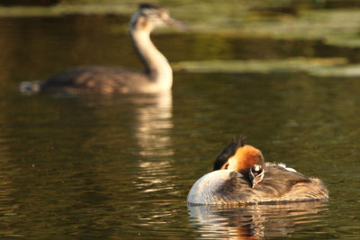 Great Crested Grebe