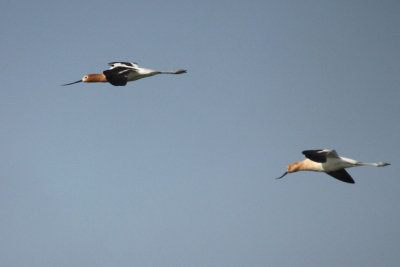 American Avocet